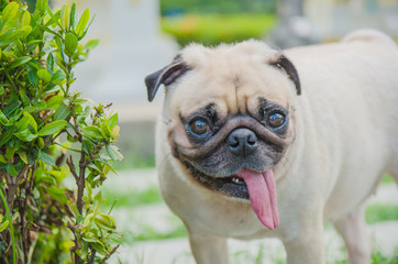 (Happy pug dog.)Fawn pug dog smelling oxygen in the morning.