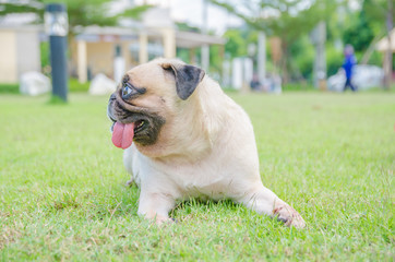 Fototapeta premium The fawn cute puppy pug dog sitting sleep rest on grass field with tongue out.