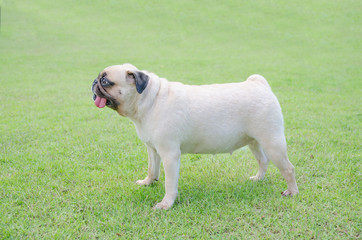 happy funny lovely cute puppy pug dog playing outdoor in green field