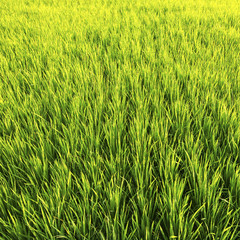 Light green rice fields, closeup.