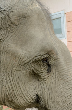 close up face of an elephant at elephants camp Ruammit Karen village,Chiang Rai in Thailand