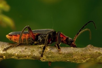 Insect