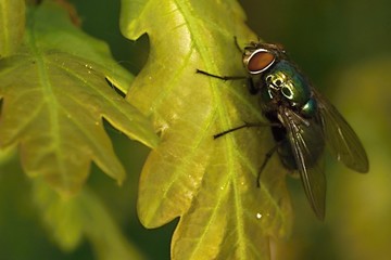 House fly