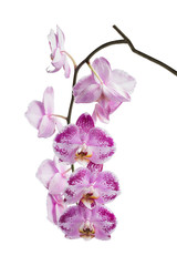 Fototapeta na wymiar Blooming motley orchid isolated over white background