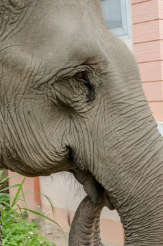 close up face of an elephant at elephants camp Ruammit Karen village,Chiang Rai in Thailand