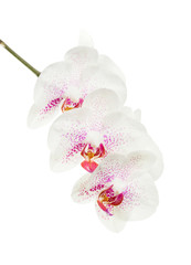 Blooming motley orchid isolated over white background