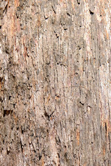 Texture of tree bark.