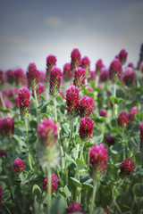 Obraz premium Beautiful crimson clover growing field