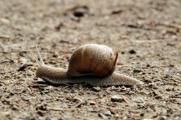 vineyard snail  on gravel road