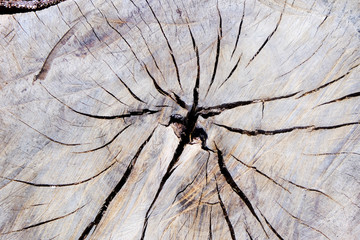 Old weathered tree stump texture.