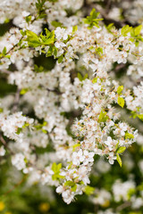 beautiful crisp white blossoming cherry tree