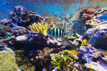 Fototapeta na wymiar Aquarium fish 