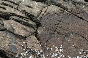 Crack rock with clam embed in.