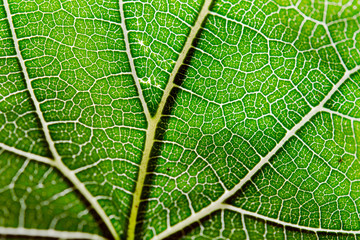 Texture of green leaf and veins