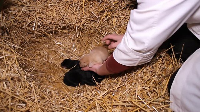 Dairy cows farm Simmental cattle