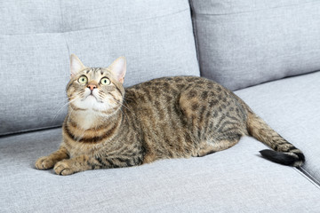 Beautiful cat lying on the grey sofa
