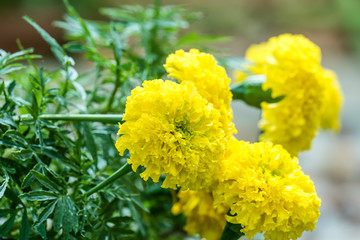 Orange marigold flowers in the garden. Close-up flower