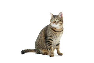 Beautiful cat isolated on a white, close up