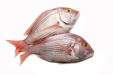 red snapper isolated on white background