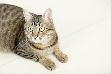 Beautiful cat lying on the floor, close up