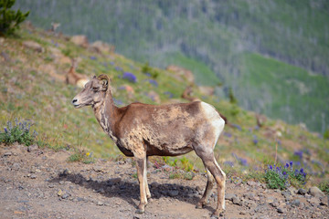 Young big horn sheep standing 
