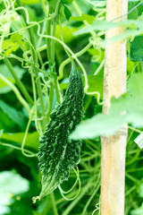 Close up of bitter gourd farm garden green blur in the background