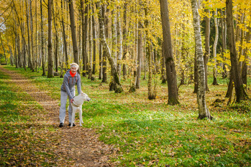 Fototapeta premium Woman with dog walking in the birch alley, sunny autumn day