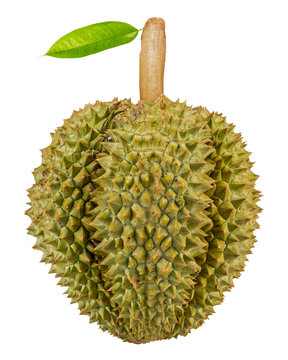 Durain fruit from Thailand