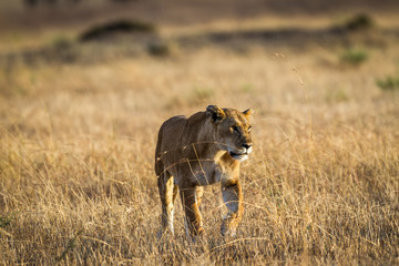 Lioness resting in the Serengeti National Park, Tanzania, Africa
