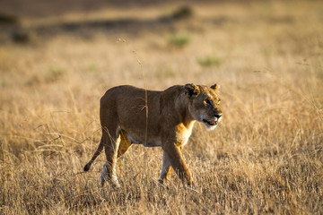 Lioness resting in the Serengeti National Park, Tanzania, Africa