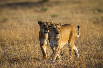 Lioness resting in the Serengeti National Park, Tanzania, Africa