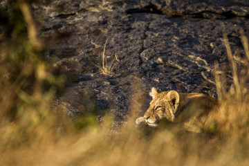 Lioness resting in the Serengeti National Park, Tanzania, Africa