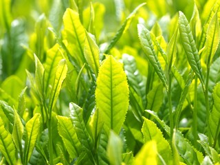 春　八女茶の一番茶