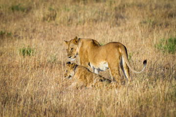 Naklejka na ściany i meble Lioness resting in the Serengeti National Park, Tanzania, Africa