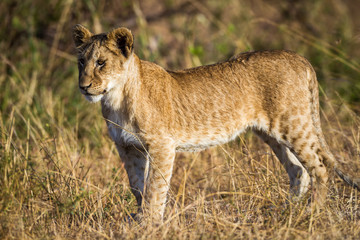 Lioness resting in the Serengeti National Park, Tanzania, Africa