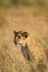 Obraz premium Lioness resting in the Serengeti National Park, Tanzania, Africa