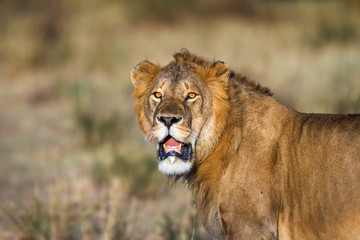 Lion resting in the Serengeti National Park, Tanzania, Africa
