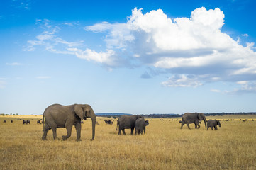 Obraz premium Elephants in the Serengeti National Park, Tanzania, Africa