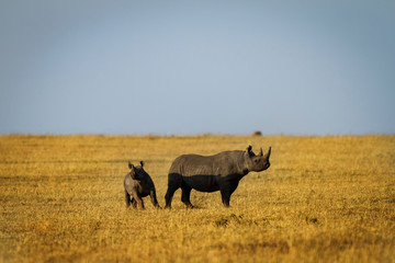 Rhino in the Serengeti National Park, Tanzania, Africa