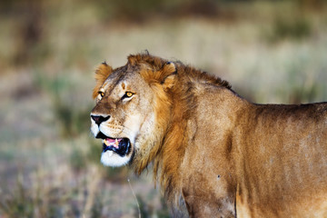 Lion resting in the Serengeti National Park, Tanzania, Africa