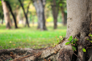 Trees in the park.