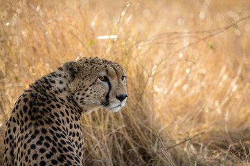Cheetah resting in the Serengeti National Park, Tanzania, Africa