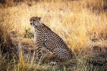 Cheetah resting in the Serengeti National Park, Tanzania, Africa