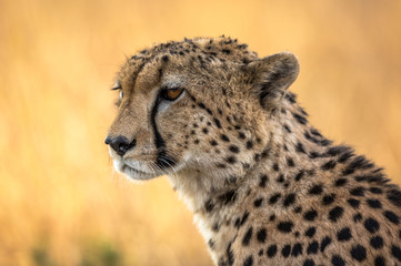Cheetah resting in the Serengeti National Park, Tanzania, Africa
