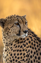 Cheetah resting in the Serengeti National Park, Tanzania, Africa