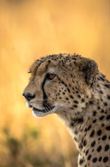 Cheetah resting in the Serengeti National Park, Tanzania, Africa