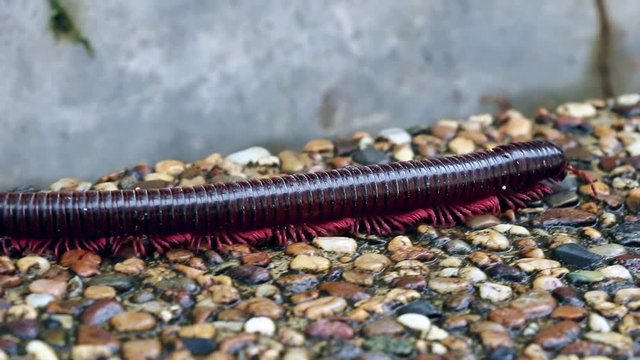 Closeup of walking Brown Centipede on the Floor