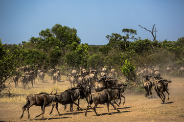 Wildebeests in the savana of Serengeti National Park, Tanzania