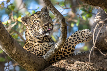 Leopard resting in the Serengeti National Park, Tanzania, Africa