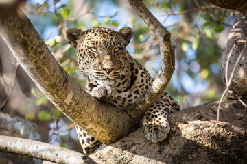 Leopard resting in the Serengeti National Park, Tanzania, Africa